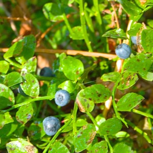 Wild Blueberry Jam Featured